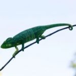 Madagaskar, Reise, Insel